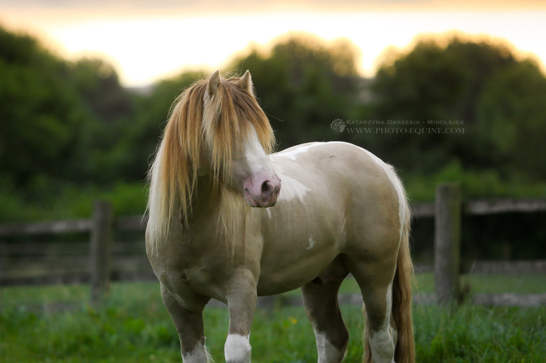 Pearl Gypsy Vanner Stallion